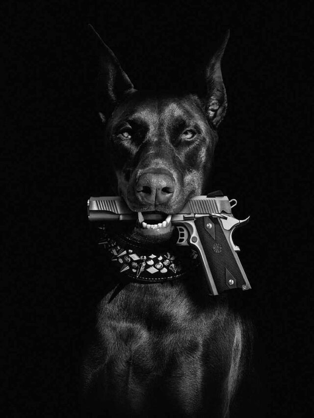 10 Dog Breeds Often Labeled as Aggressive