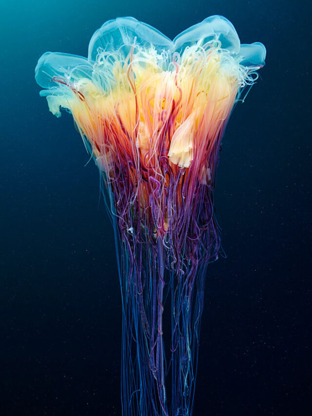 10 amazing underwater animals.