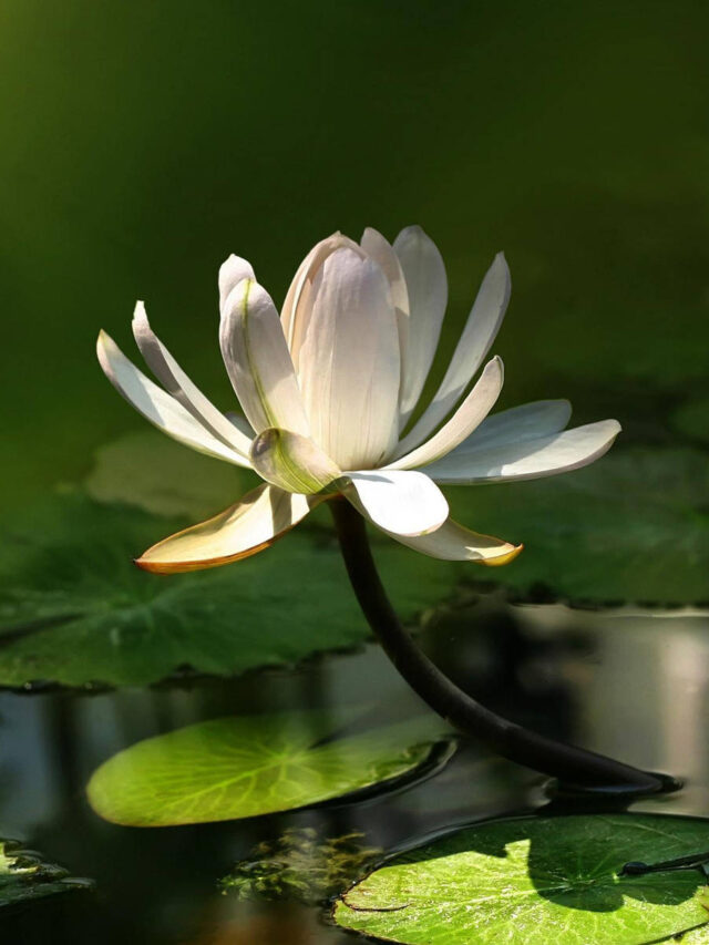 10 Aquatic Flower to Grow in Water