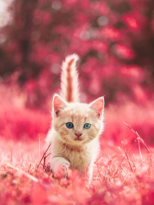 Top 10 Most popular cat breed to adopt as pets.